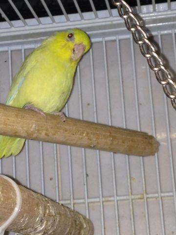 Young yellow fallow male parrotlet