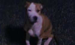 Hi have a pit bull cane corso mix all tan and white has all shots utd comes with paperwork of all shots and rabies tag and the other dog an all white pit with brown markings has all shots rabies tag and paper work of his last shots plus he is adba