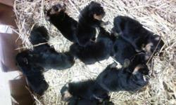 We have a litter of big boned German Rottweiler male and Female puppies for sale. Don't miss out. They were born September 13 2014. All puppies come with up to date vacinations, tails cut, dewormed, and papper work that they are purebred, in your hand at