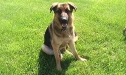 Aimee is a gorgeous 10 month old female German Shepherd. She is completely house trained and basic obedience trained. She has a great temperament and beautiful confirmation. She was raised on our horse farm with children, dogs and cats. She is spayed and