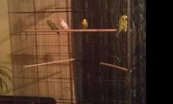 54 IN. HIGH FLIGHT CAGE WITH 10 PARAKEETS $150 COMES WITH FOOD AND WHEELCART EVERYTHING MUST GO