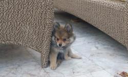 10 week old female pomeranian puppy in need of a new home . She's very sociable, and friendly.Â 