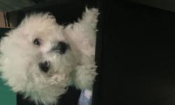 Hello I'm selling a male Bichon Poodle he's 2.8 lbs. His mother is a poodle Bichon mix and his father is a miniature poodle. He's a happy playful affectionate lapdog. He's potty trained to go outside and on wee wee pads. Friendly with children and other
