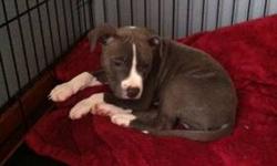 Meet Samson! 10 Week old, healthy young male.
My Wife and I, with our work schedules do not allow us to be home enough to care for a puppy. We want him to go to a home where someone will be able to give him enough attention.
Price includes:
- All up to