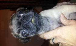 1CKC Registerd Pug Puppy Vet checked first shots and wormed very playful ready to meet up with my forever human , fawn male puppy raised with kids and cats loves people