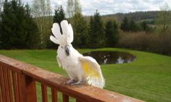 I would like to sell a female 10 year old Lesser Sulphur-Crested Cockatoo she has laid eggs before. Contact me@ [email removed]