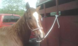 Katie "Whatta Curious Asset" is a gorgeous 2003 10 year old registered Quarter Horse mare. 14.2 Hands. Comes with her papers. Amazing ground manners and one of the sweetest horses you'll ever meet. Super quiet and great for a young child or beginner