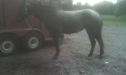 10 yr old roam mare for sale 400.00. came from maine broke to trail ride. needs some riding. hasn't been ridden in 2 yrs. my wife has fibromyalgia and it is getting harder for her to feed all the horses so we are down sizing. for more info and people