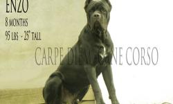 FIRST PICTURE IS THE PICK MALE FROM LAST LITTER ENZO.
The two males I have left will look like this at 8 months
Hi
Carpe-diem Cane Corso currently has puppies available.
PLEASE CALL FOR INFO 914-384-9564 Sean
PICTURE TAKEN 11-10-12
.
2 MALES (BLACK)
3