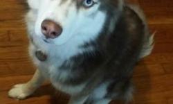 I have a 11 month year old husky named Diamond. She's brown and white with blue eyes. She's a wonderful energetic dog who loves to run around the yard, go on hikes , and she loves her walks. Unfortunately ,I don't have the time to give her all of my