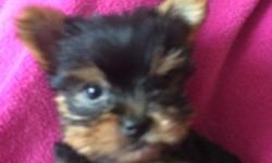Two female 11 wk old Yorkies for sale. I do not do papers. Tails and do claws are done. They are in need of a loving home. Please ask for Angie.