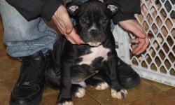 I have a American Bully 8 weeks old male Ukc reg for $1200 .. he is out of my Wcg Black Billionaire x Upstate Edge 's Bella (Gr.Ch Stackz x Jade) litter and will make a great addition to somebody's yard or home for more question or info give me a call Tim