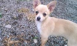 Beautiful friendly pomchi puppy. Loves children.Both parents on premise.
Frosty has 3 sets of shots, de- wormed and vet checked.She is located in Addison,NY. Call for more information 607-329-2587