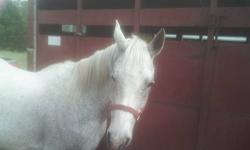 12 yr old flea bittin white geldin for sale was 1,000 now marked down to 800.00. traffic safe and sound. good trail horse, about 15 hands, easy to handle, advance beginner or intermediate rider. for more info call 315-759-9603. PKEASE NO E-MAILS ONLY