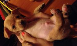 Home raised, very social chihuahua puppies, parents are in the home as well.