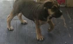 13 weeks old ready to go very playful and socialized kid tested she is black and fawn sable sire is a black tri dam blue fawn tri