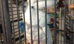 We are looking to re home our 14
year old male Umbrella Cockatoo
named Hobson. He is a sweetheart!
He loves to be cuddled and petted.
Good vocabulary, no cursing. Say's
I love you, Hi Hobson, Whatcha
doing, Night Night, Bye Bye. He
sing's Happy Birthday