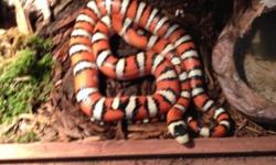 I am offering a 1.1 C/B Sub/Adult Pair of Mountain King snakes for Sale $200.00 the Original Posted Advertisement is shown in the pictures of when the Hatchlings were first purchased by me! if interested let me know by email or text me 1 845 820-7614 bye