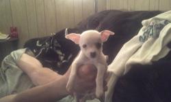 Hi we have 1 boy left for a homes adorable 1/18/2013 he will be available for a home. he comes home raised will be vaccinated, wormed, and come with a puppy care package. I usually michrochip my puppies but ran out of chips waiting for them to come in the