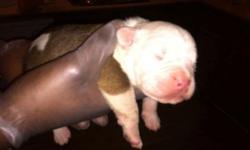 only 2 available blue fawn male and black and white female sire by the one and only titan 3152783354