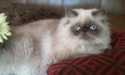 Sweet, loving and gentle 1 year old neutered male blue point Persian is looking for a new home due to allergies. Extremely good with children. Loves being bathed and brushed. Up-to-date on all shots.