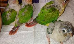 I have one yellow-sided and two pineapple green cheek conures left. They are being hand fed right now. They will be fully weaned around the end of April or early May. The will be tamed and well socialized birds. Yellow-sided is $225 and the pineapple are