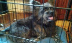 I have a year old terrier he is housetrained great with other dogs an kids he is hypoallergenic!! Crate trained also.