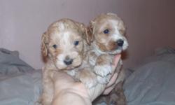 1st generation adorables ,, these are 2 male puppies ... deposit is the way to get yours held or chance later...
tials dew claws shots started health certificates from vet weekly dewormed house raised ..
highest sought American family favorite hybrid!
200