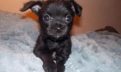 adorable spunky little kissers hes 2lbs vet scale a more wirey appearance with light soft curls coming in . His personality is super adorable hes outgoing & a lot of fun. This was a deposited puppy back out so hes available .
the schnoodle is a highly