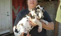(1st vaccination, wormed AKC Great Dane Pups*For Adoption -11 weeks Old)We are proud to announce our litter of fawns and brindles from excellent Continental lines.Mum is a lovely black and white girl, she has a fabulous temperament .She was lightly shown