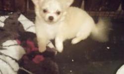 I have two male apple head Chihuahua puppies. They will be nine weeks old tomorrow. They have had their first set of shots and dewormed. The long haired male is crÃ¨me in color and weighs almost two pounds. The medium haired male is white and black in