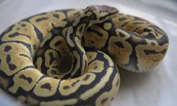 2010 Female Adult Albino Ball Python for sale! Weighs 1,400 grams and eats live small/medium rats. $800 plus shipping! Please contact me if you are interested. Thanks!
Kristina K
[email removed]
516 668 5479
Like us on Facebook!