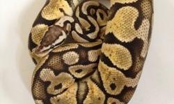 I have a 2010 Male Blonde Pastel ball python for sale. He weighs over 1,000 grams and is a proven breeder. He eats well on frozen thaw medium rats. $75 plus shipping. Please contact me if interested. No trades! I accept PayPal only thanks!
Kristina K