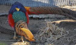 I have for sale one 2011 hatch Breeder age Red Golden Pheasant female. She has no deformities. Shipping would be on weather permitted days.