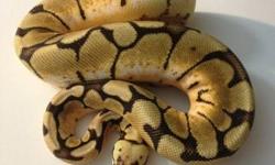 2012 Male Bumblebee Ball Python for sale. Eat's frozen thawed mice and weighs 275 grams. He is $325 plus shipping. Please contact me if interested, thanks!
Kristina K
[email removed]
516 668 5479
Like us on Facebook!
wwww.facebook.com/crypticpythons