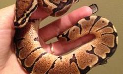 I just have 1 ball python left and it's a 2012 male woma. He is eating very well and weighs about 130 grams. $125 plus shipping. I accept payments through PayPal only! No Trades. Please contact me if interested, thanks!
Kristina K
[email removed]
516 668