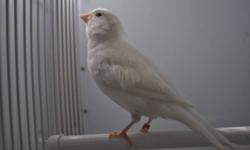 available now are some pure white canaries. only 55 each.