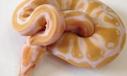2014 Male Albino Ball Python. Eats well on live hopper mice and weighs 83 grams. $300 plus shipping. Please contact me if interested, thanks!
Kristina K
516 668 5479
[email removed]
Like us on Facebook!
www.facebook.com/crypticpythons