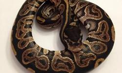 2014 Black Pastel male ball pythons. Eats well on frozen thawed or live adult mice. $100 each plus shipping! Take two for $175 plus shipping! Please contact me if interested, thanks!
Kristina K
516 668 5479
[email removed]
Like us on Facebook!