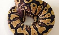 2014 Female Pastel Vanilla Yellow Belly. Eats well on live hopper mice and weighs 90 grams. $525 plus shipping. Please contact me if interested, thanks!
Kristina K
516 668 5479
[email removed]
Like us on Facebook!
www.facebook.com/crypticpythons