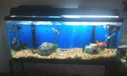 29 Gallon Aquarium. Brand new in box.
Includes everything you need to set up an aquarium including a Whisper Power Filter, and Bio-Bag Filter Cartridge to ensure super-quiet, three-stage filtration for sparkling clear water. To make your aquarium keeping