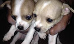 2 9 week old female chihuahuas and 2 8 week old males 300.oo each or if you want to because they are too cute 2 for 500.oo for more information please give me a call 585 447 3934 NO emails please thanks.
