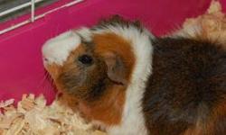 .Meet Sean and Darwin! 2 adorable male guinea pigs about
1 1/2 years old need a loving home. Cage, accessories a a good supply of food and treats are included.
I moving out of the City and I cant take them with me.
