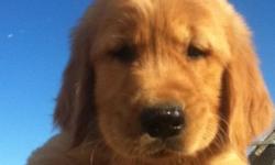 I have 2 beautiful "AKC"golden retriever pups 1 male and 1 female , ready for their new homes... They were born and raised in our home , with children.. Born July 7th...They will come with copies of mom and dads pedigree papers, " dad has champions in his