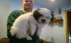 We have 2 - 12 week old AKC Lhasa Apso female pups first & second shots, wormed and started on paper training and doing well. They make wonderful pets the parents are our house hold pets very lovable.