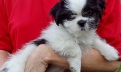 2 male Pek-A-Tzu puppies looking for good homes. Both male and black and white in color. Priced at $325. Dad is a Pekingese and Mom a Shih Tzu. The pups have had a full vet check up and first set of shots. They will leave with a puppy packet including,