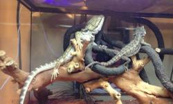 I have two bearded dragons for sale, a September 2012 Hypo Citrus Orange male, and a June 2012 White Italian Leatherback female. I am going away for school next year and unfortunately will not be able to care for them. Both are healthy and extremely
