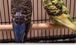 For Sale 2 Parakeet birds just around 2 years old! Cage included
This ad was posted with the eBay Classifieds mobile app.