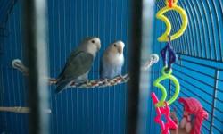 2 Lovebirds (not exactly sure what type) with 20" x 20" x 62" Cage.
The Cage is in very good condition, no rust or any defects.
This pair of lovebirds is a breeding pair, which means the female very well may lay eggs.
Included is all toys shown in picture