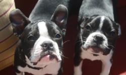 Two Boston Terrier pups available Only to a great Home!
Must be adopted together, as they love each other very much!
They keep each other company and play together all the time... and really are so amazingly cute to watch!
The bigger one is full of